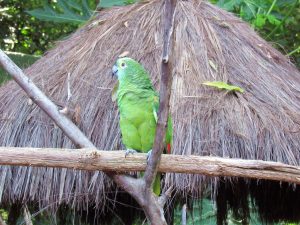 Parque das Aves - Foz do Iguaçu
